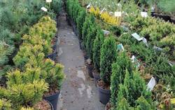 Záhradníctvo ABIES